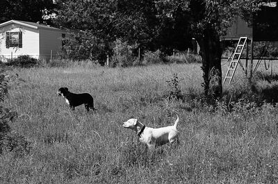 Dog on field