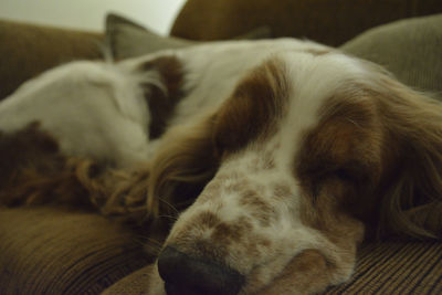 Close-up of dog sleeping on sofa