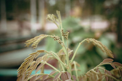 Close-up of stalks in field