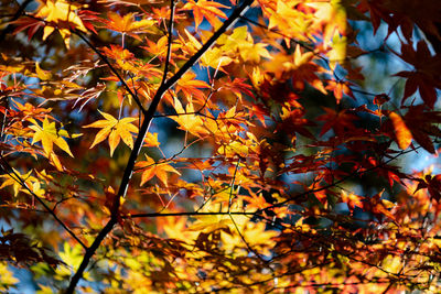 Close-up of maple leaves on tree