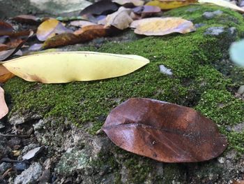 Close-up of fresh green leaves