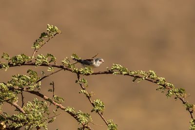 View of bird perching on tree