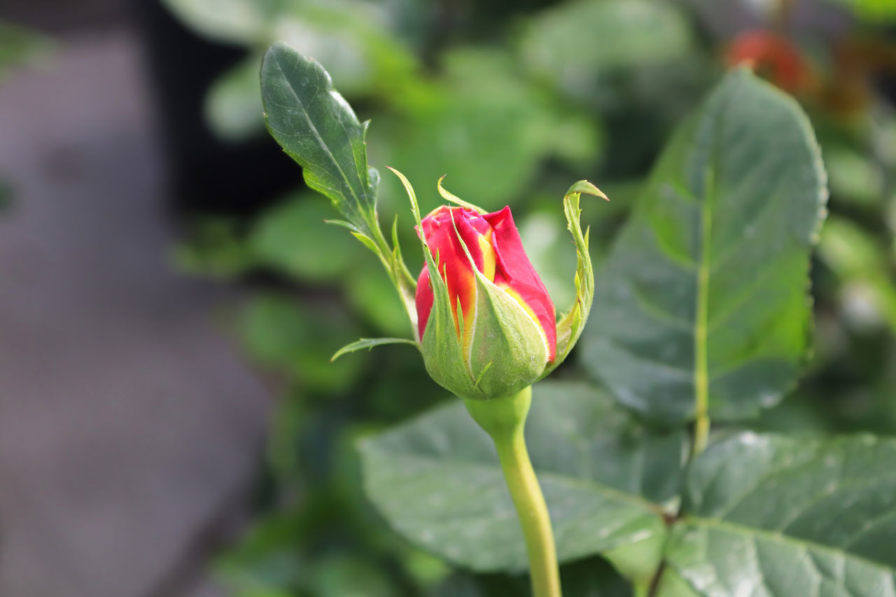 plant, flower, flowering plant, plant part, leaf, freshness, beauty in nature, nature, close-up, growth, petal, fragility, rose, flower head, inflorescence, bud, no people, outdoors, focus on foreground, green, pink, botany, red, day, springtime, selective focus, blossom, garden, beginnings, summer