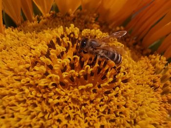 Close-up of bee pollinating on flower