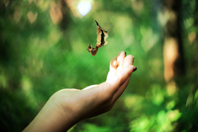 Close-up of insect flying