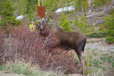 Moose standing in a field