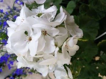 Close-up of white flowering plant