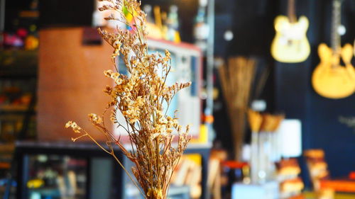 Close-up of plant in vase