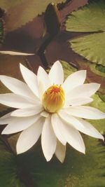 Close-up of white flower