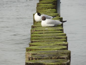 Close-up of bird perching on wooden post in lake