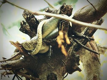 Low angle view of bird on branch