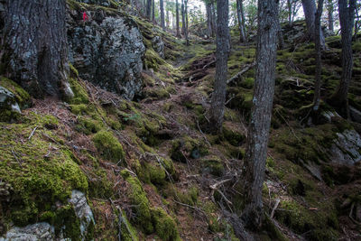 Moss growing on rocks in forest