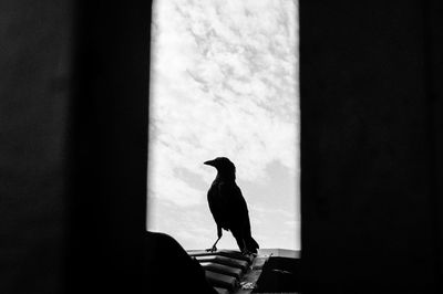 Rear view of a bird perching on a wall