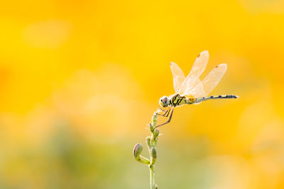 Close-up of damselfly on plant