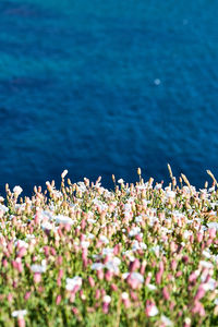 Pink flowering plants by sea