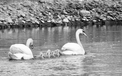 Swans swimming in lake