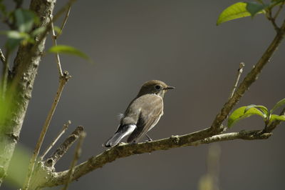 Close-up of bird perching on branch