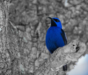 Close-up of bird perching on branch