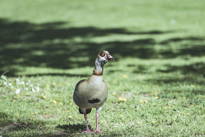 Bird on a field