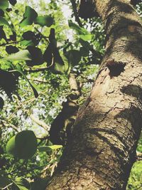 Low angle view of lizard on tree