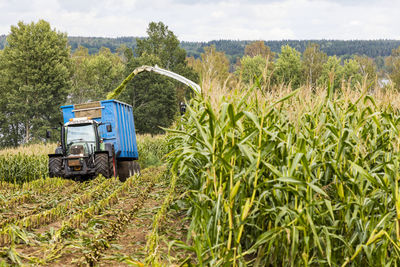 Harvesting corn field