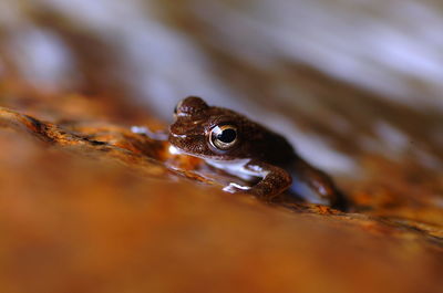 Macro shot of frog on rock