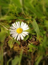 Close-up of white daisy blooming in field