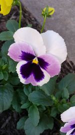 Close-up of purple flower blooming outdoors