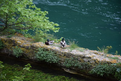 View of ducks on rock by sea