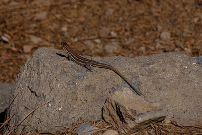 Close-up of lizard on rock