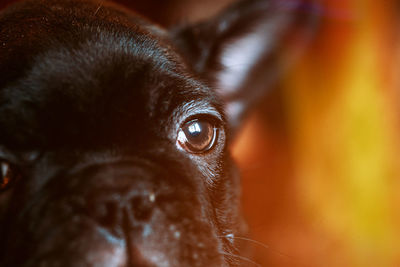 Close-up portrait of dog