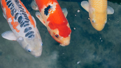 Close-up of koi fish in water