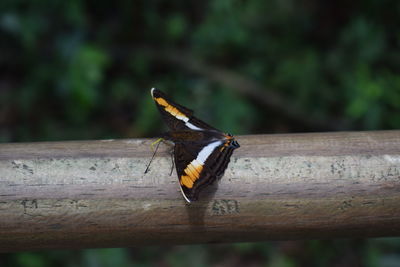 Close-up of bird perching on wooden railing