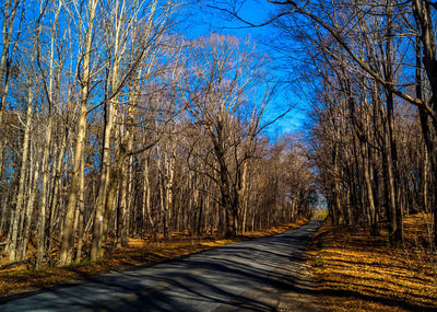 Scenic view of trees against clear blue sky