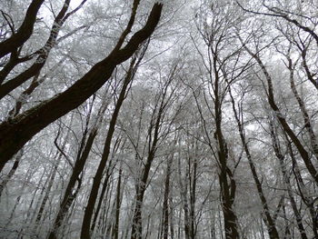 Low angle view of trees in forest against sky