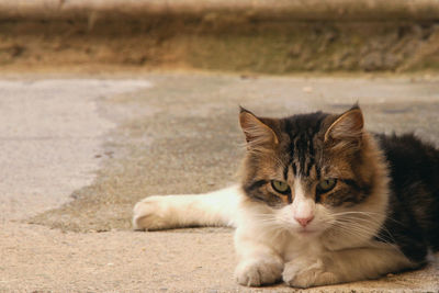 Close-up portrait of cat relaxing outdoors