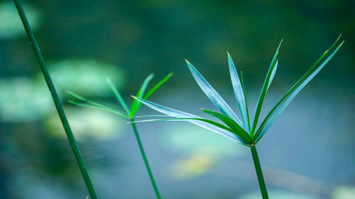 Close-up of plant