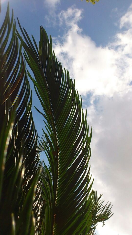 low angle view, palm tree, sky, growth, nature, tree, leaf, beauty in nature, palm leaf, tranquility, cloud - sky, green color, day, cloud, outdoors, scenics, no people, plant, cloudy, tranquil scene