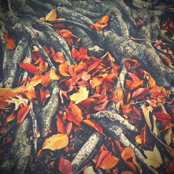 Full frame shot of autumn leaves