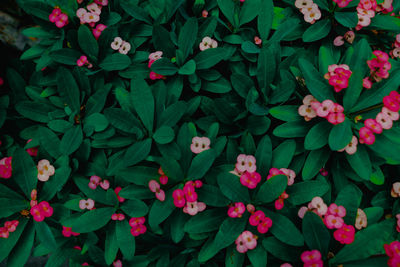 Full frame shot of pink flowering plants