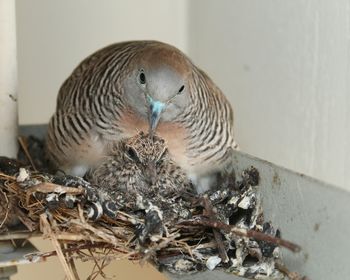 Close-up of birds