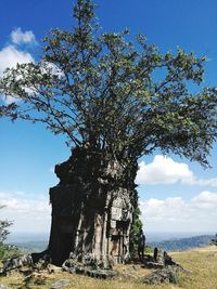 Low angle view of tree by sea against sky