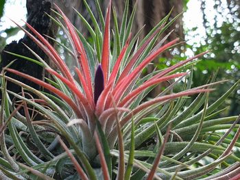 Close-up of succulent plant