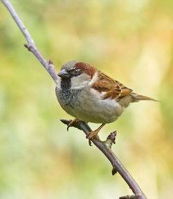 Close-up of bird perching on branch