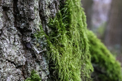 Close-up of moss growing on tree trunk