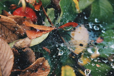 Close-up of raindrops on spider web