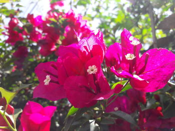 Close-up of pink bougainvillea blooming outdoors