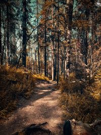 Trees growing in forest during autumn