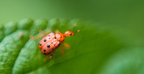 Close-up of insect on leaf