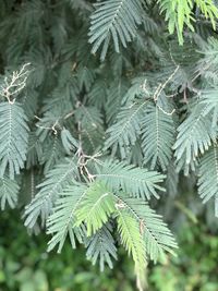 Close-up of pine tree leaves